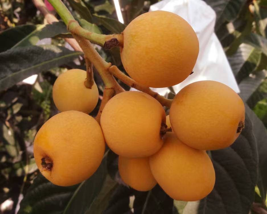 春花一号枇杷